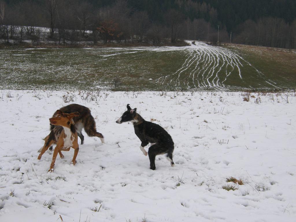 prosinec 2008 005.JPG