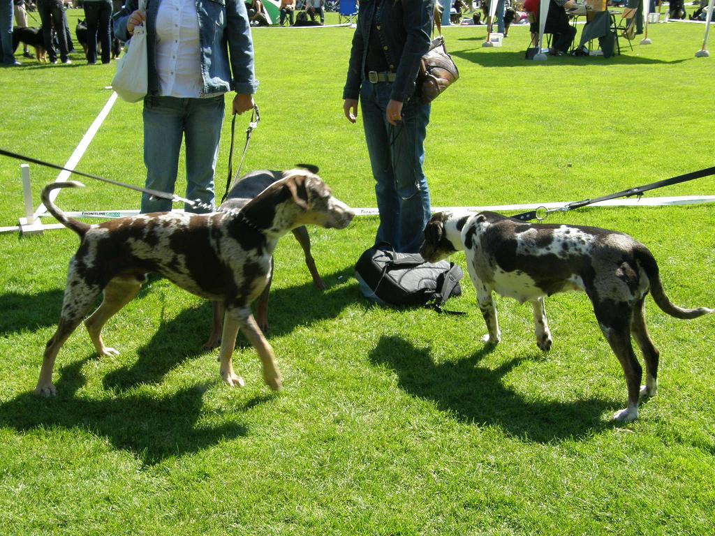 Ajax a Atilka.JPG